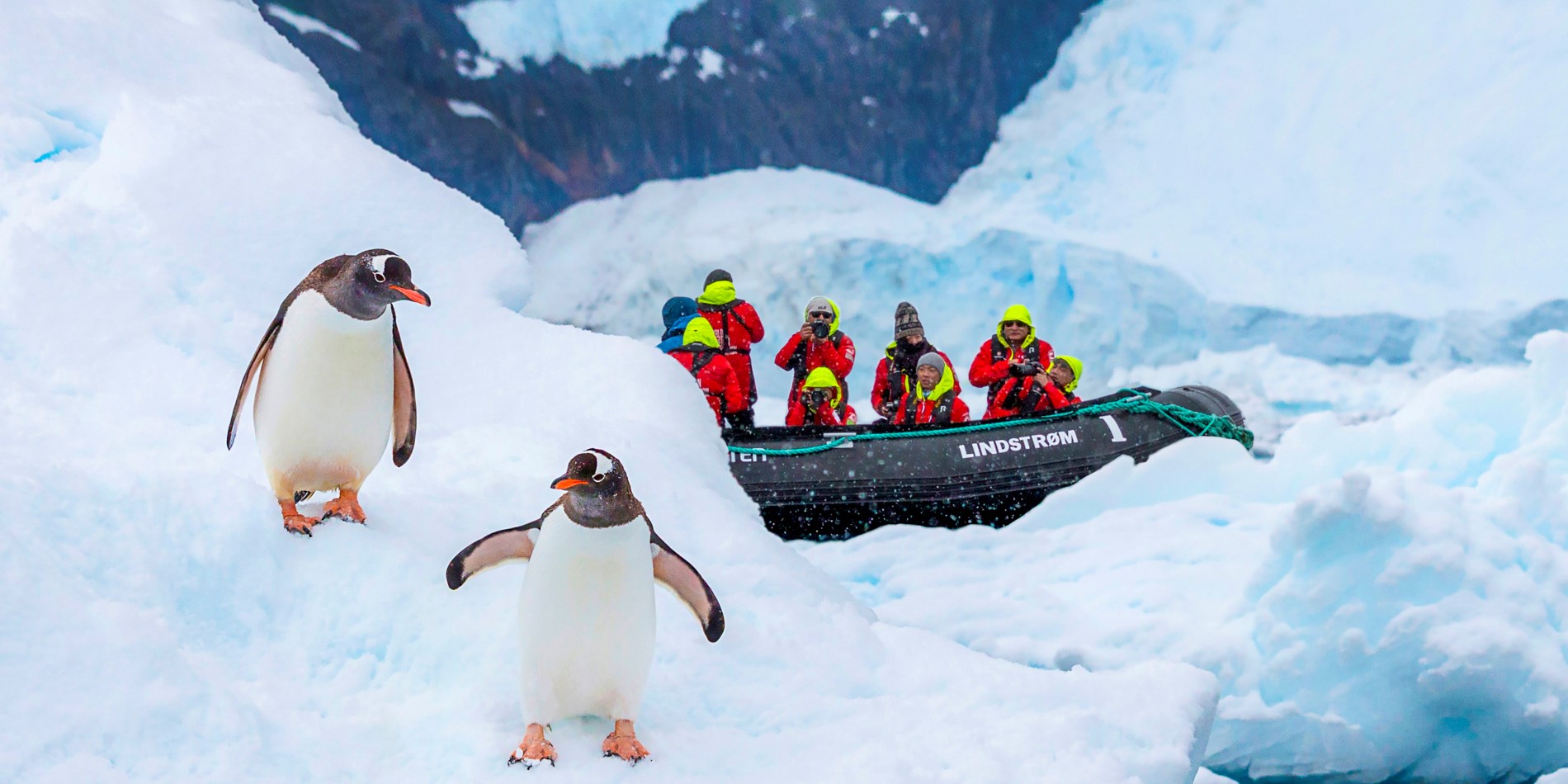 Två pingviner promenerar på ett isberg. I bakgrunden finns en av Hurtigrutens ribbåtar med fyra personer som fotograferar djuren.