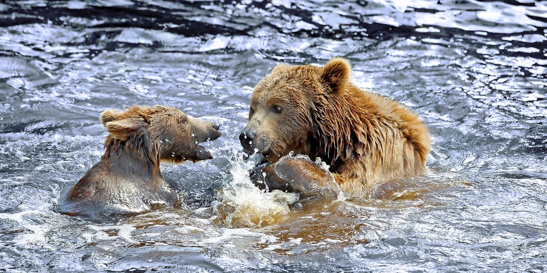 Håll utkik efter Alaskas mäktiga brunbjörnar