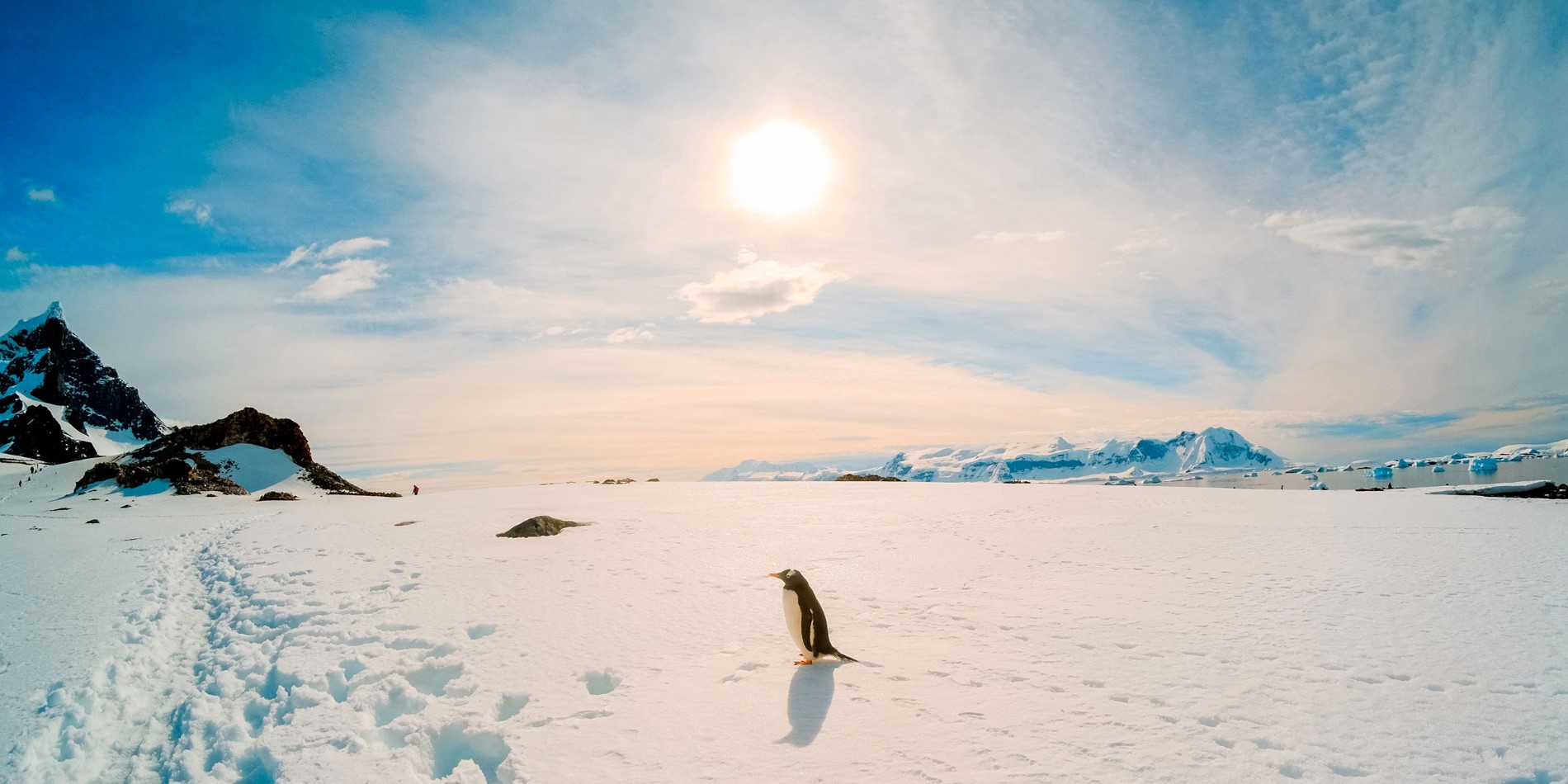 Penguin standing on snow, maountains to the left.