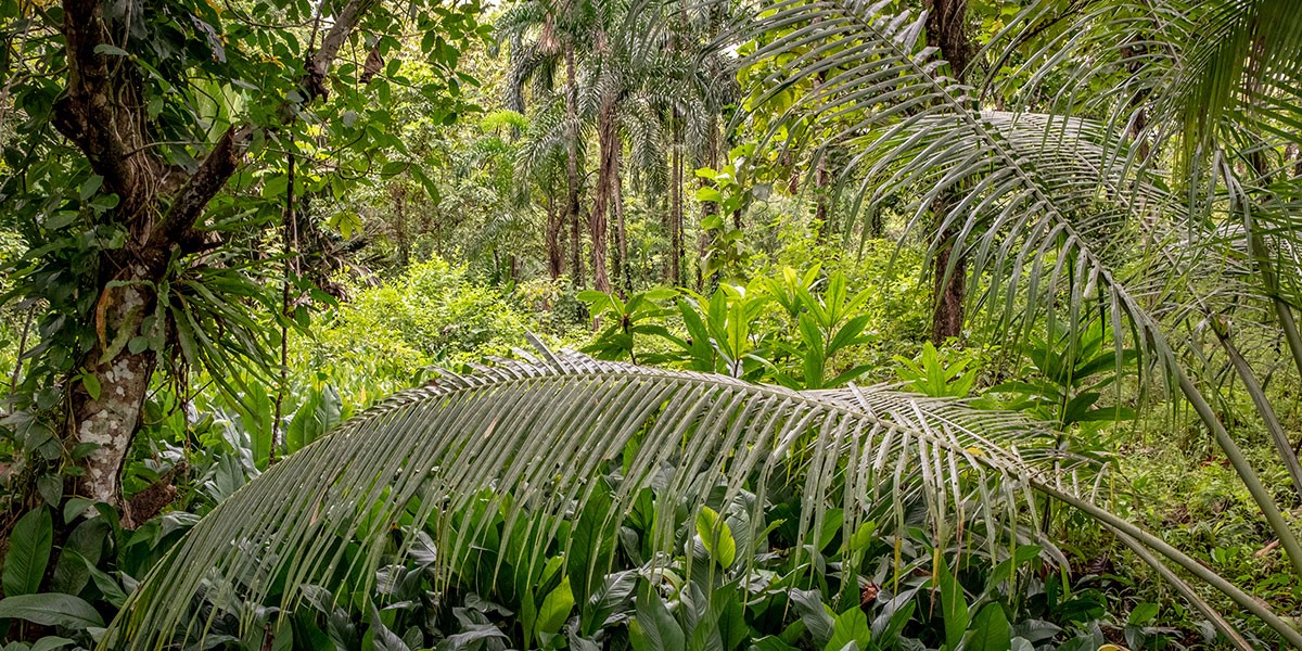 En grupp palmträd bredvid ett träd