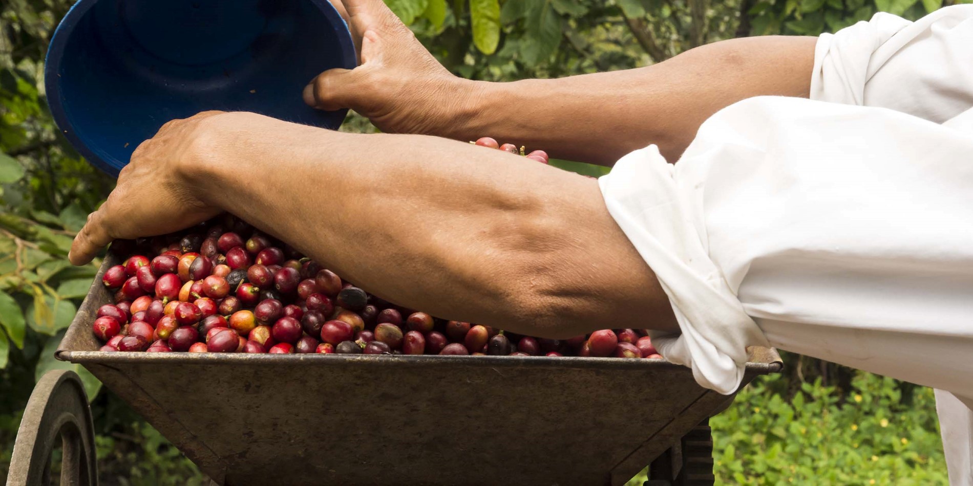 Följ med på en tur till en kaffeplantage och få veta hur dessa röda bär förvandlas till världens favoritdryck