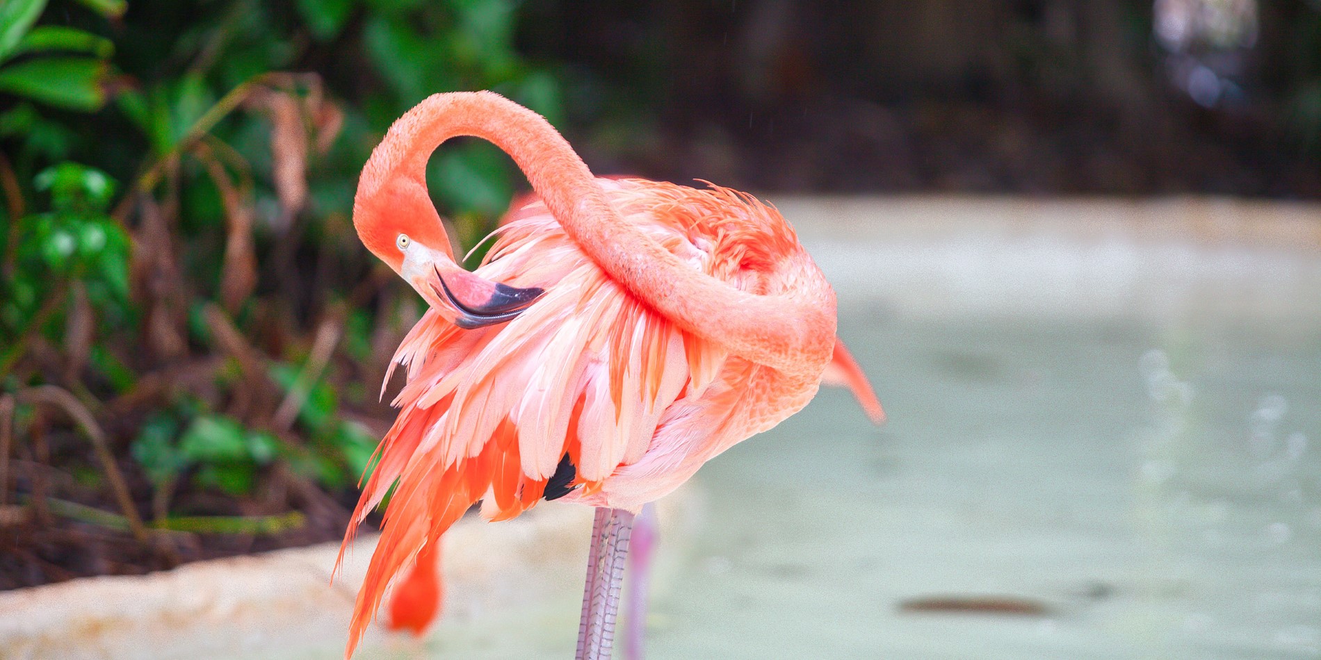 En av de 80 000 flamingorna på Inagua