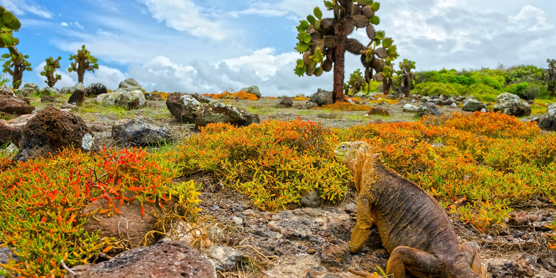 iguana looking out to the landscape cactus and vegetation
