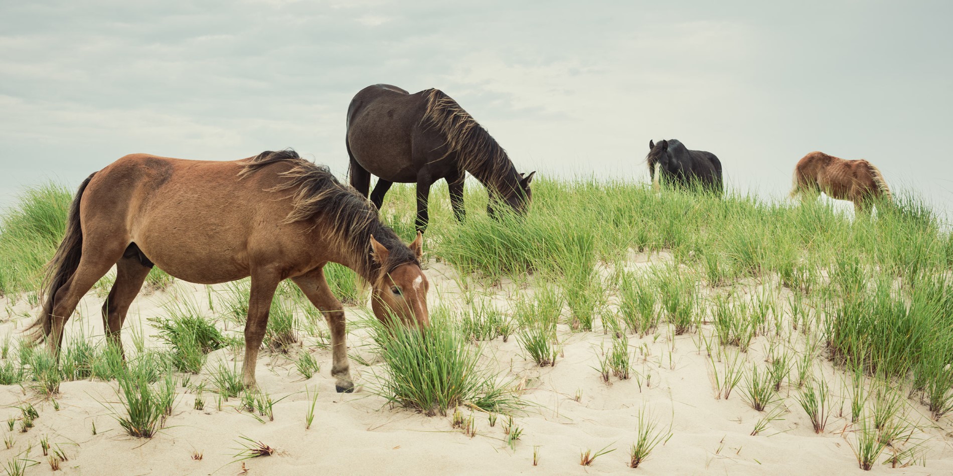 Brown horses eating grass, Sable Island.