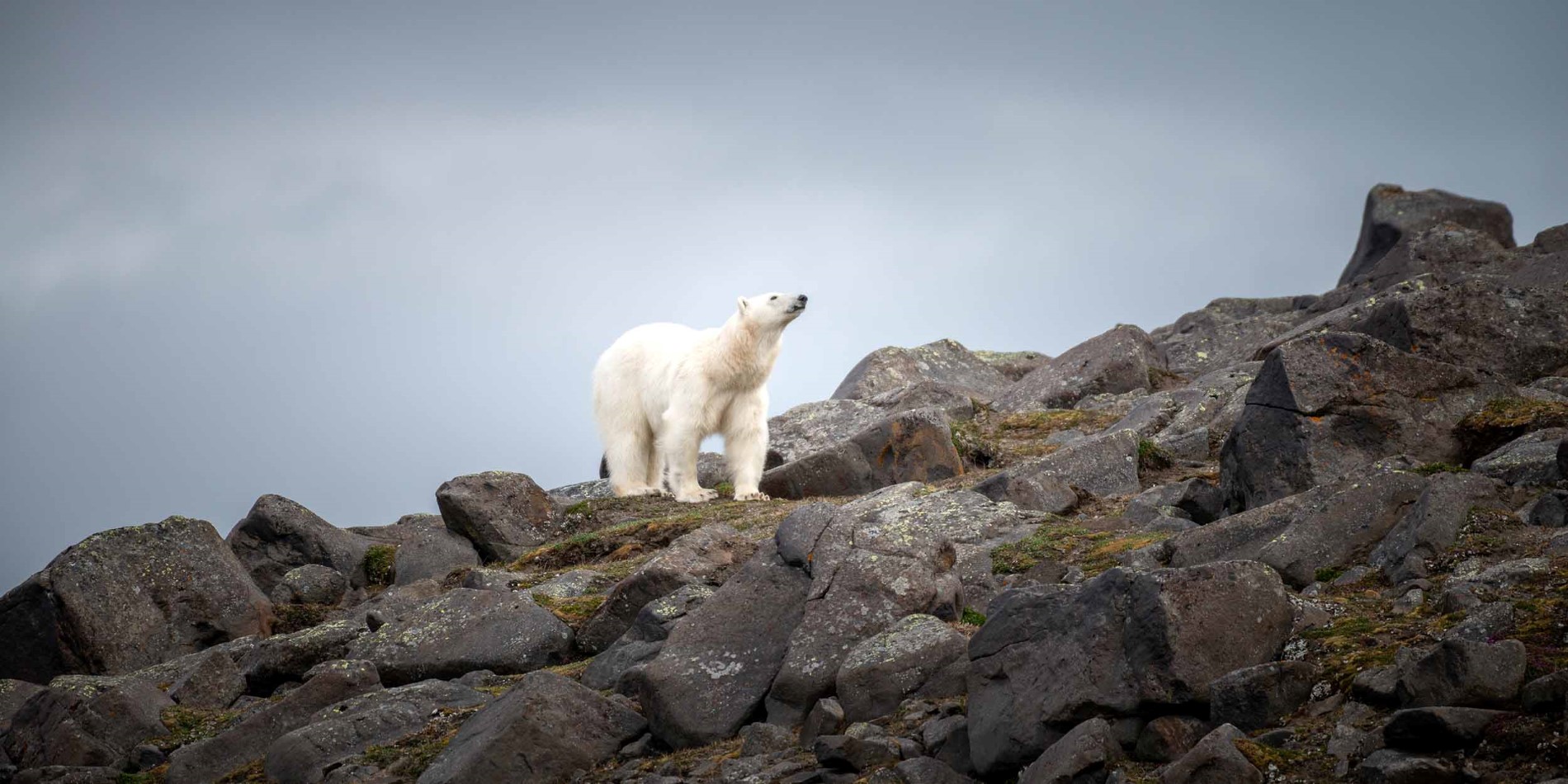 Isbjörn på Kapp Lee, Svalbard