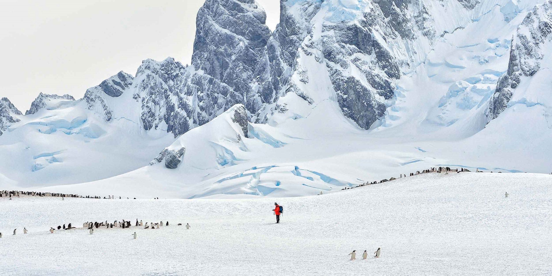 Man i mitten av pingvin koloni i stora Antarktis landskap