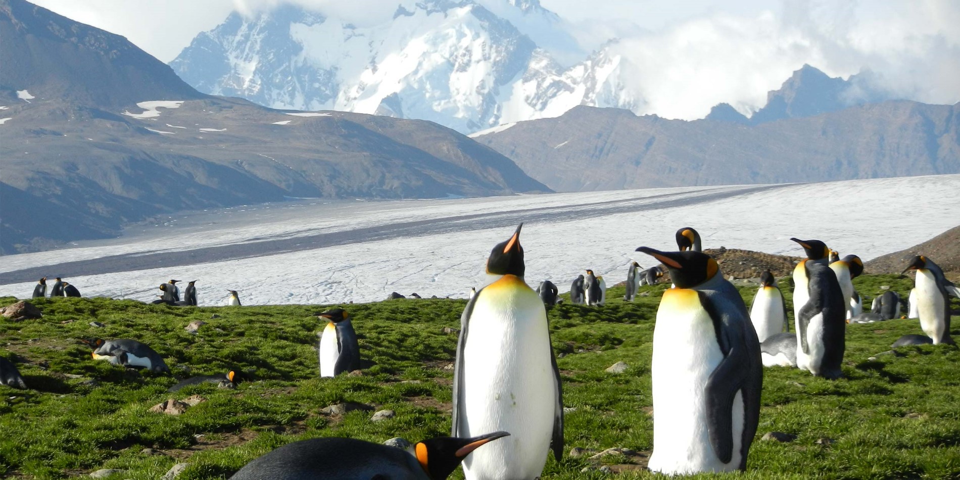 Kung pingviner i Fortuna Bay, Antarktis