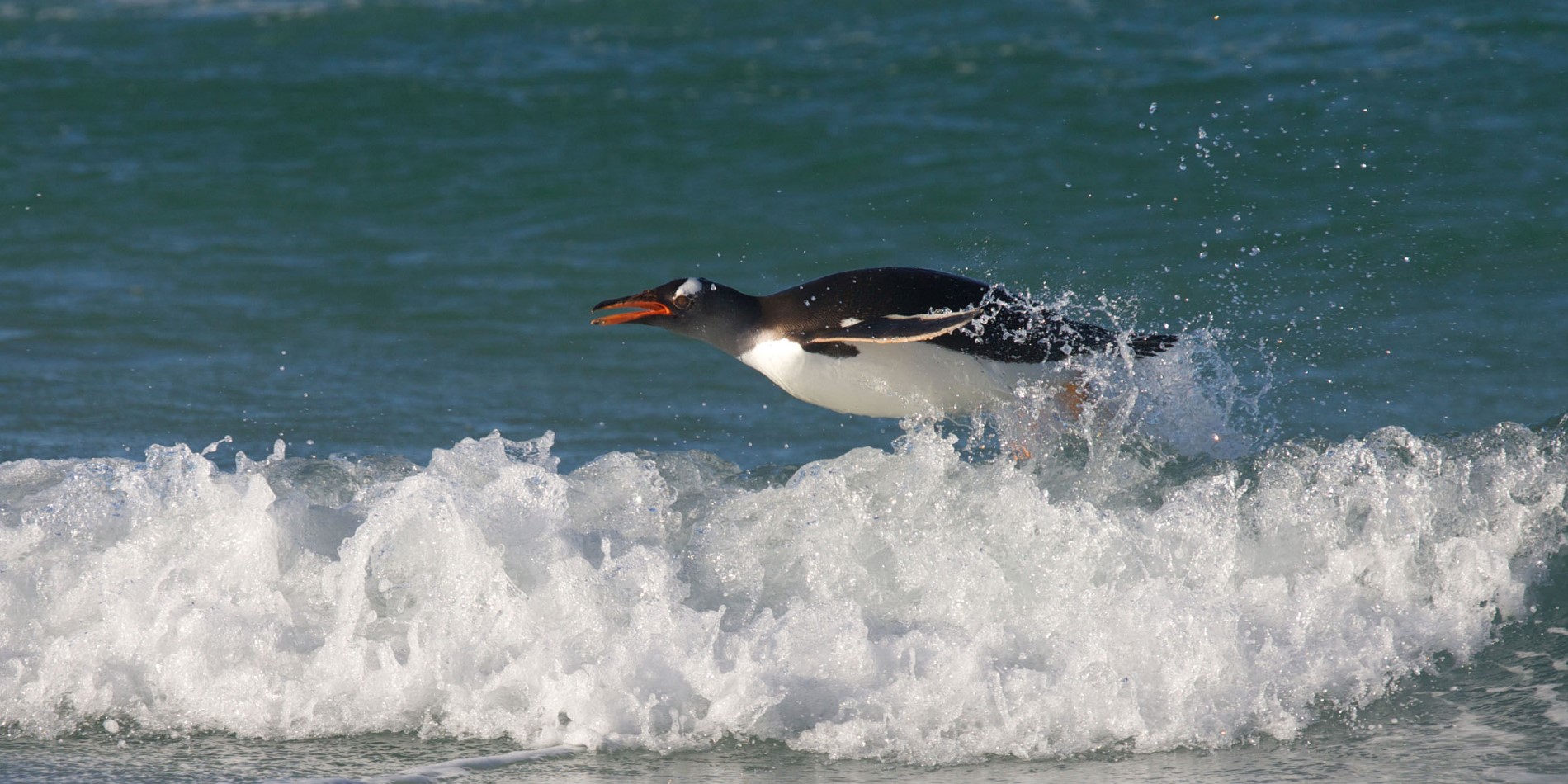 En Gentoo pingvin hoppar ut ur vattnet 