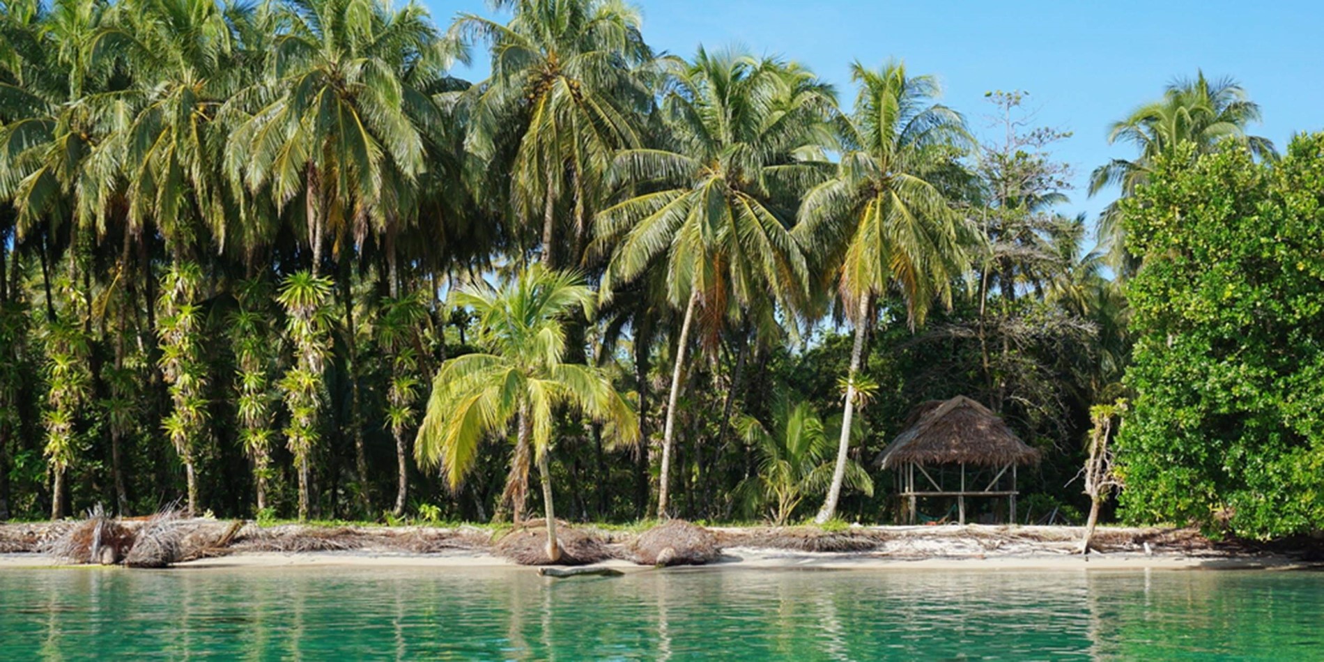 En grupp palmträd bredvid en vattenförekomst