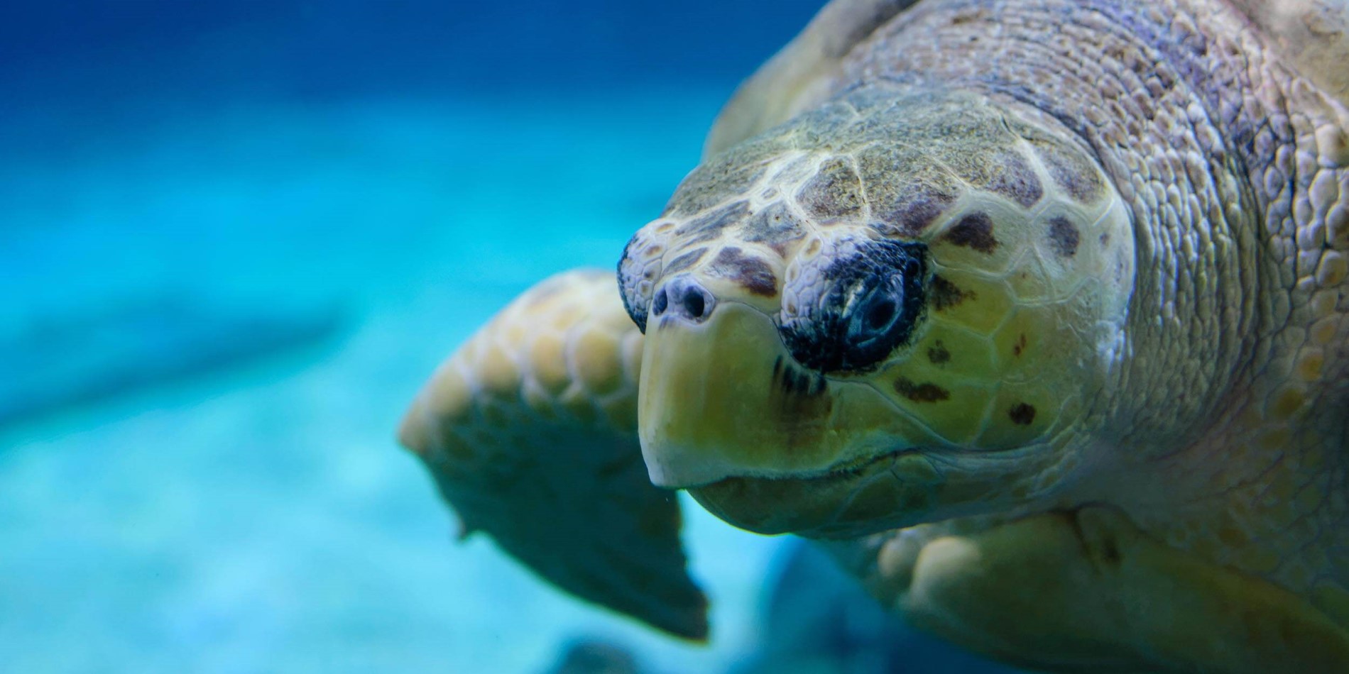 En sköldpadda simning under vatten