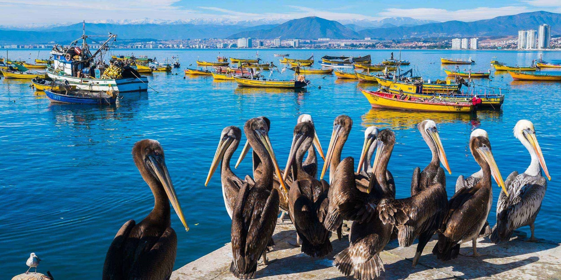 Pelikaner i hamnen i Coquimbo, Chile