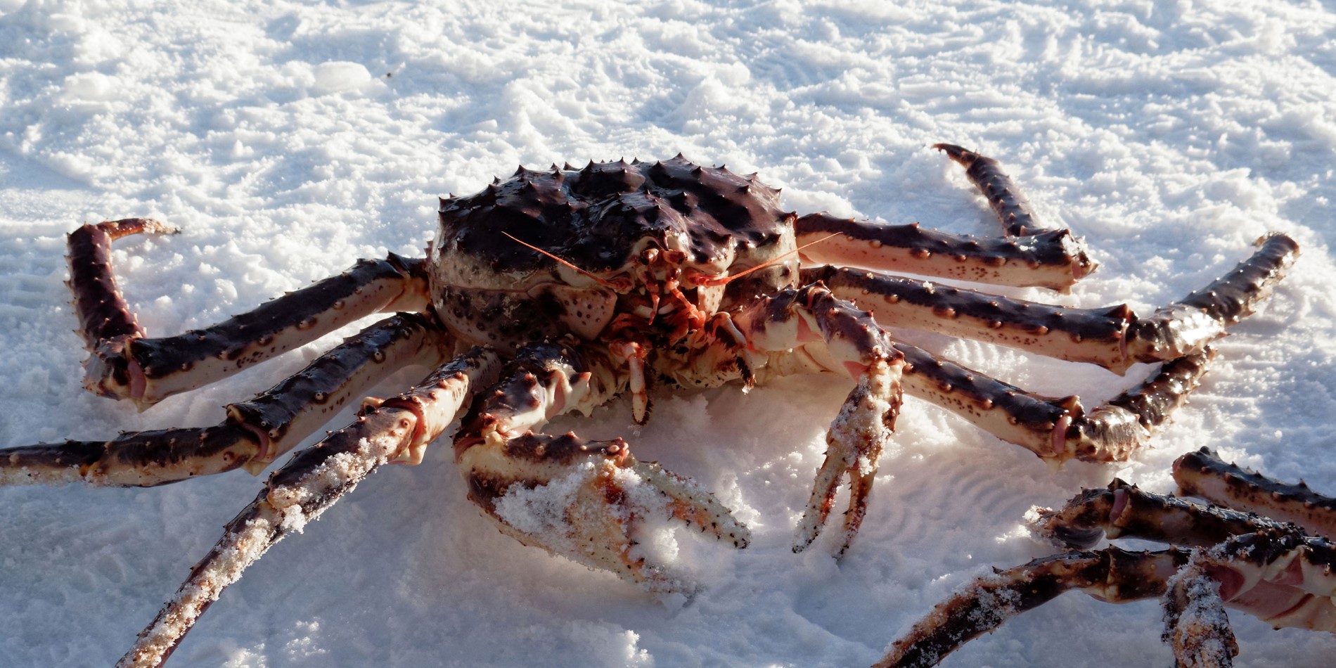 A crab in the snow