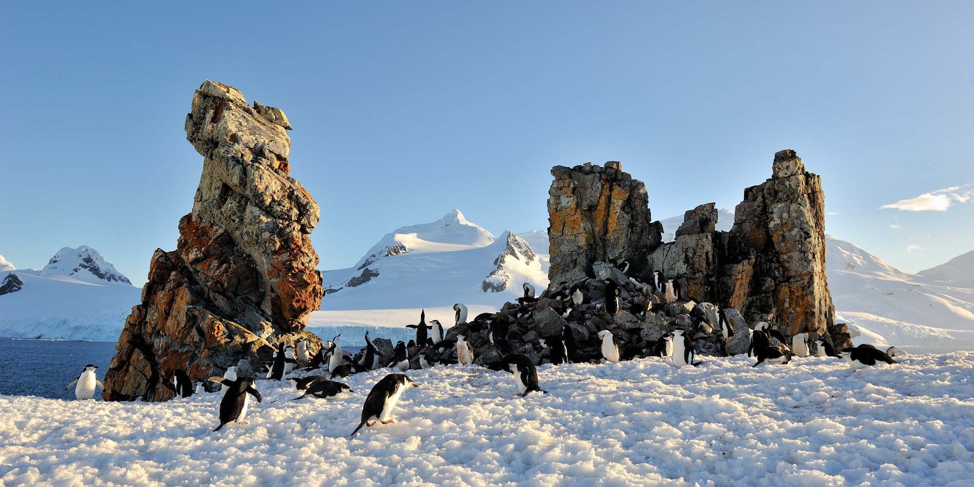 Pingviner i deras naturliga miljö