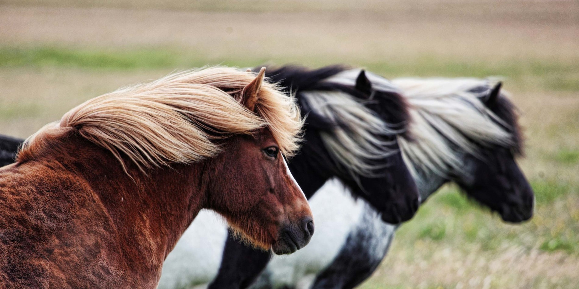 Isländska hästar 