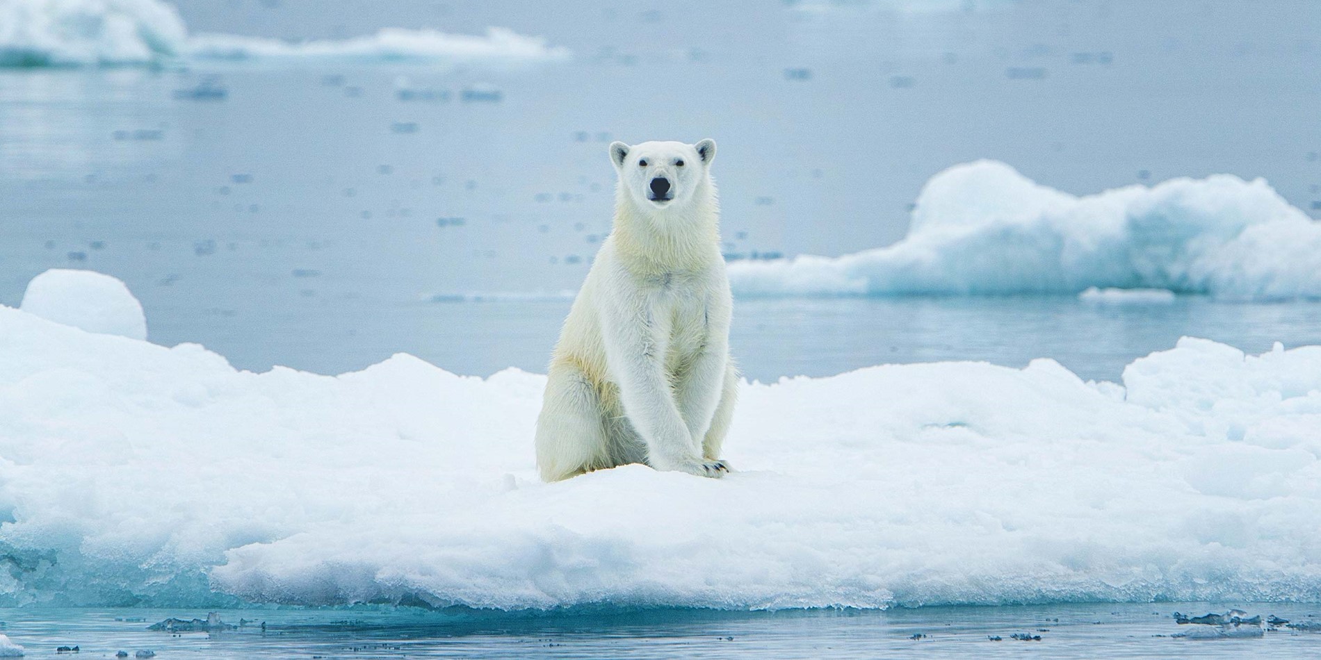 Majestic PolarBear på Ice Floe