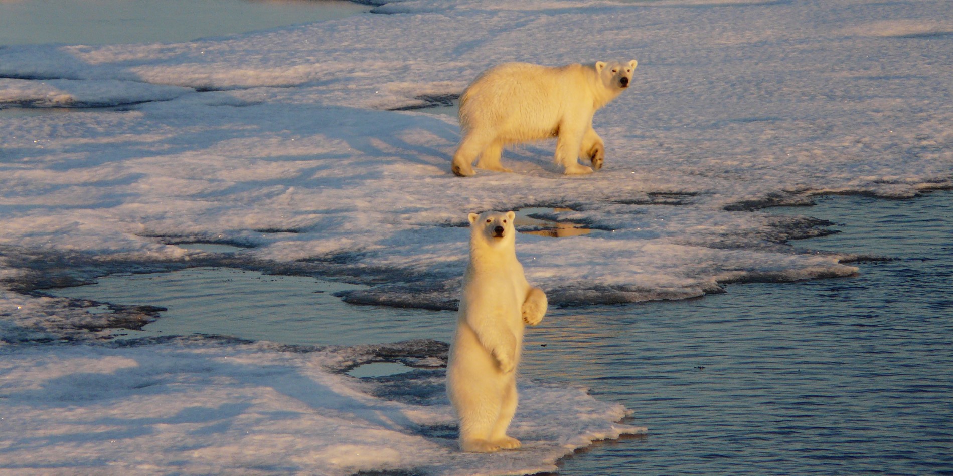 Den infödda isbjörnen i Svalbard 