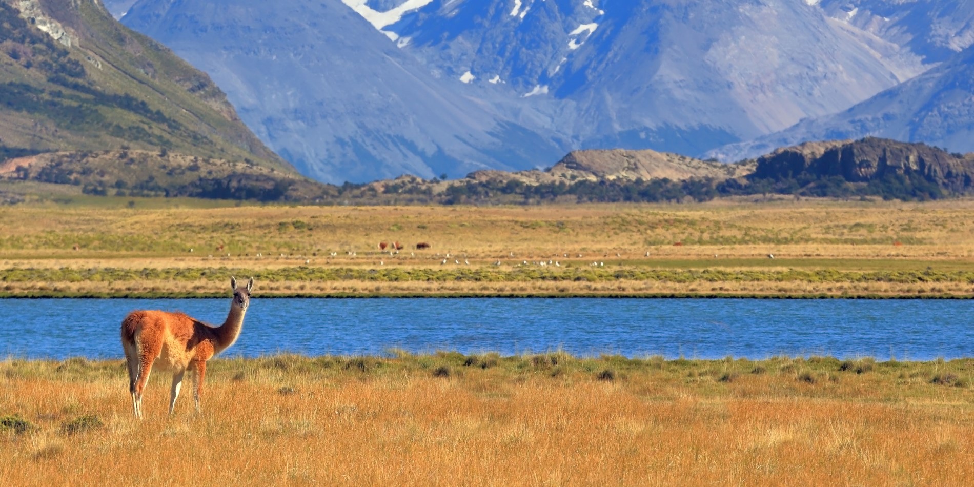 En guanaco njuter av det harmoniska patagoniska landskapet