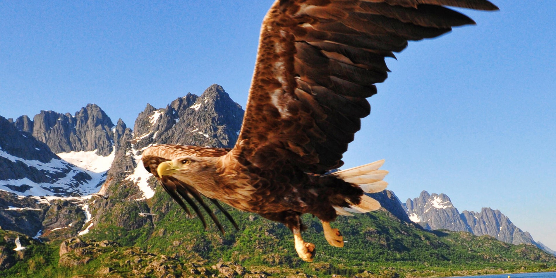 En fågel som flyger framför ett berg
