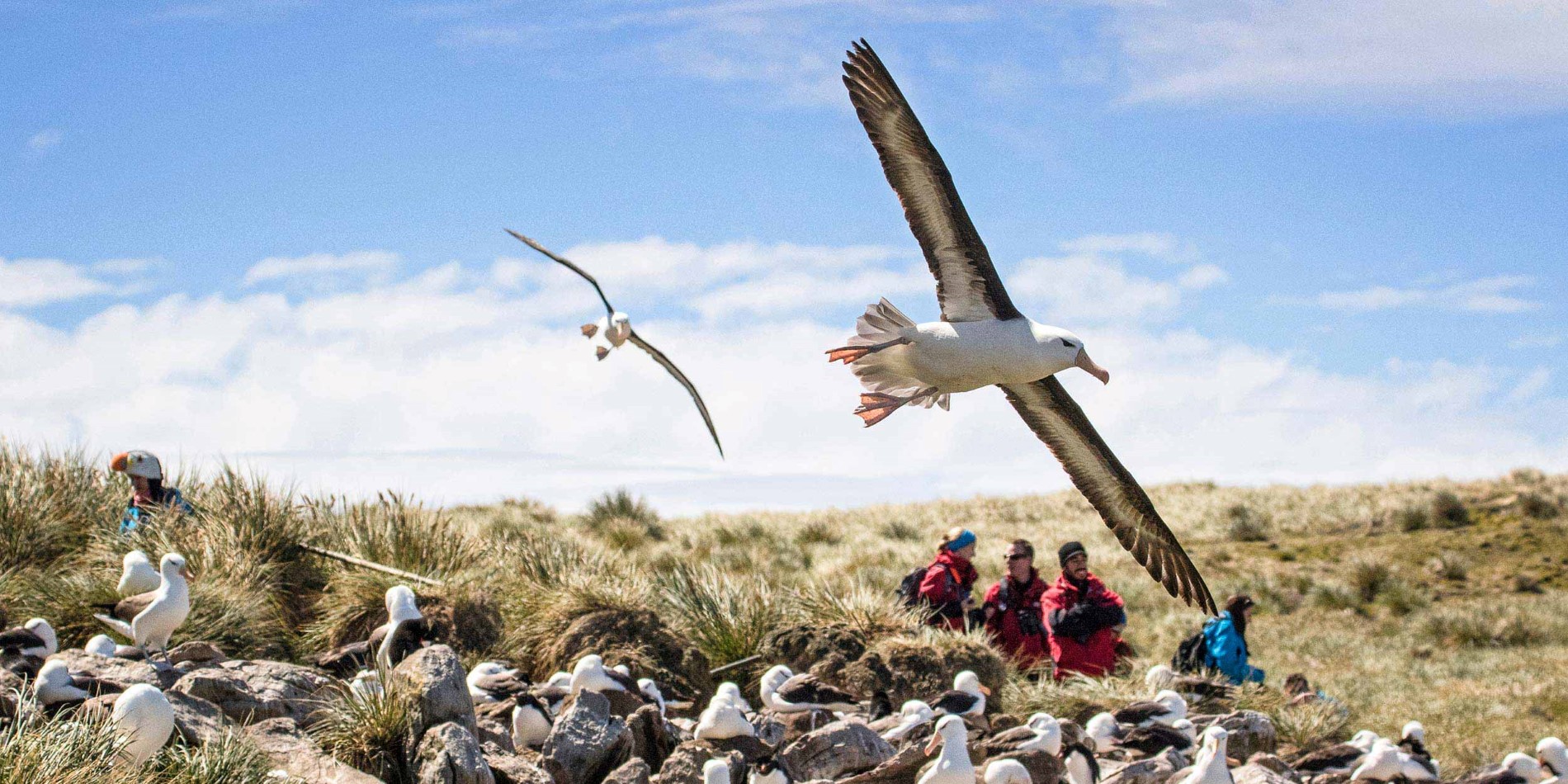 Fågelskådning på Falklandsöarna