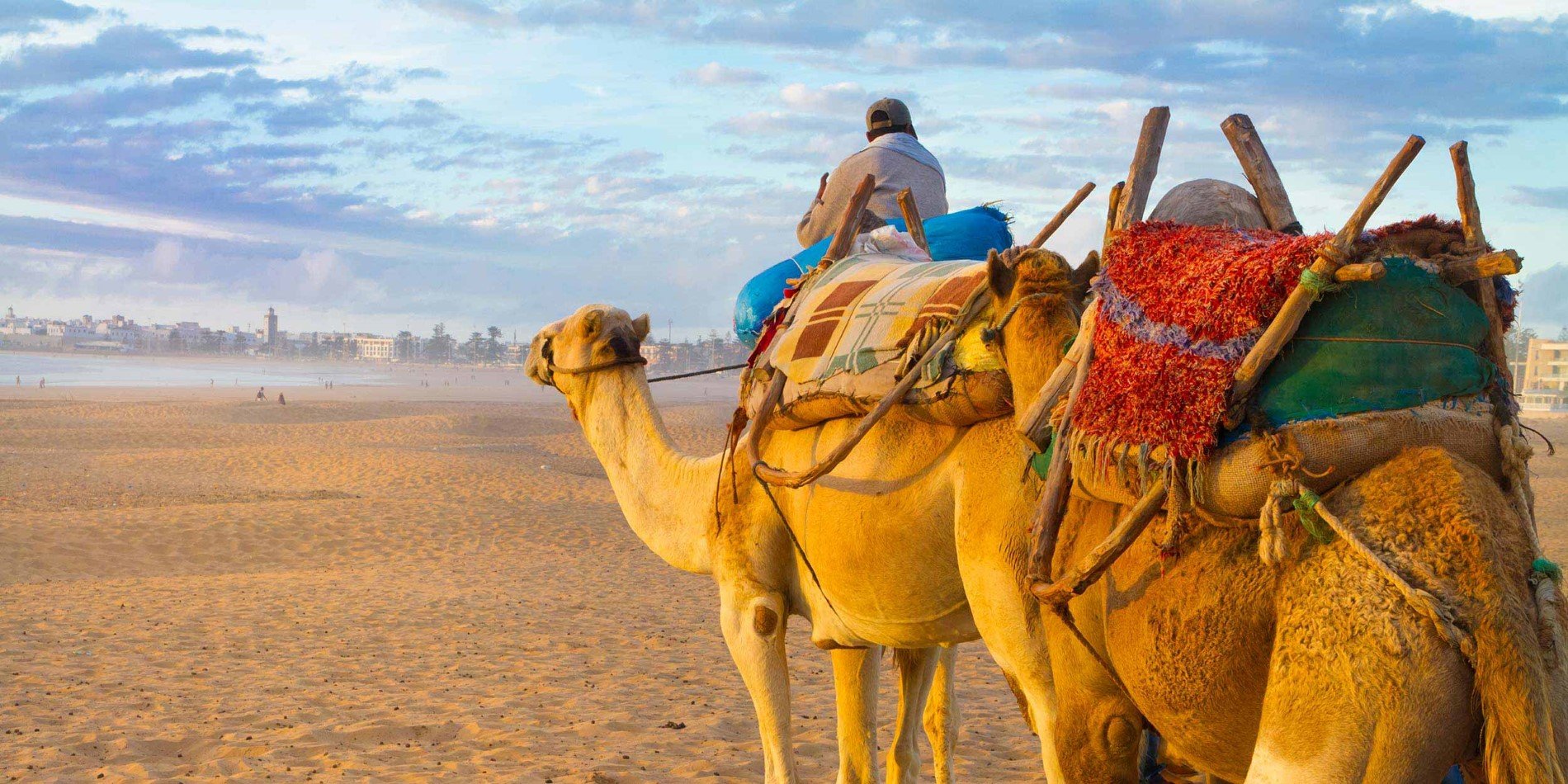 Camel Caravan på stranden i Marocko