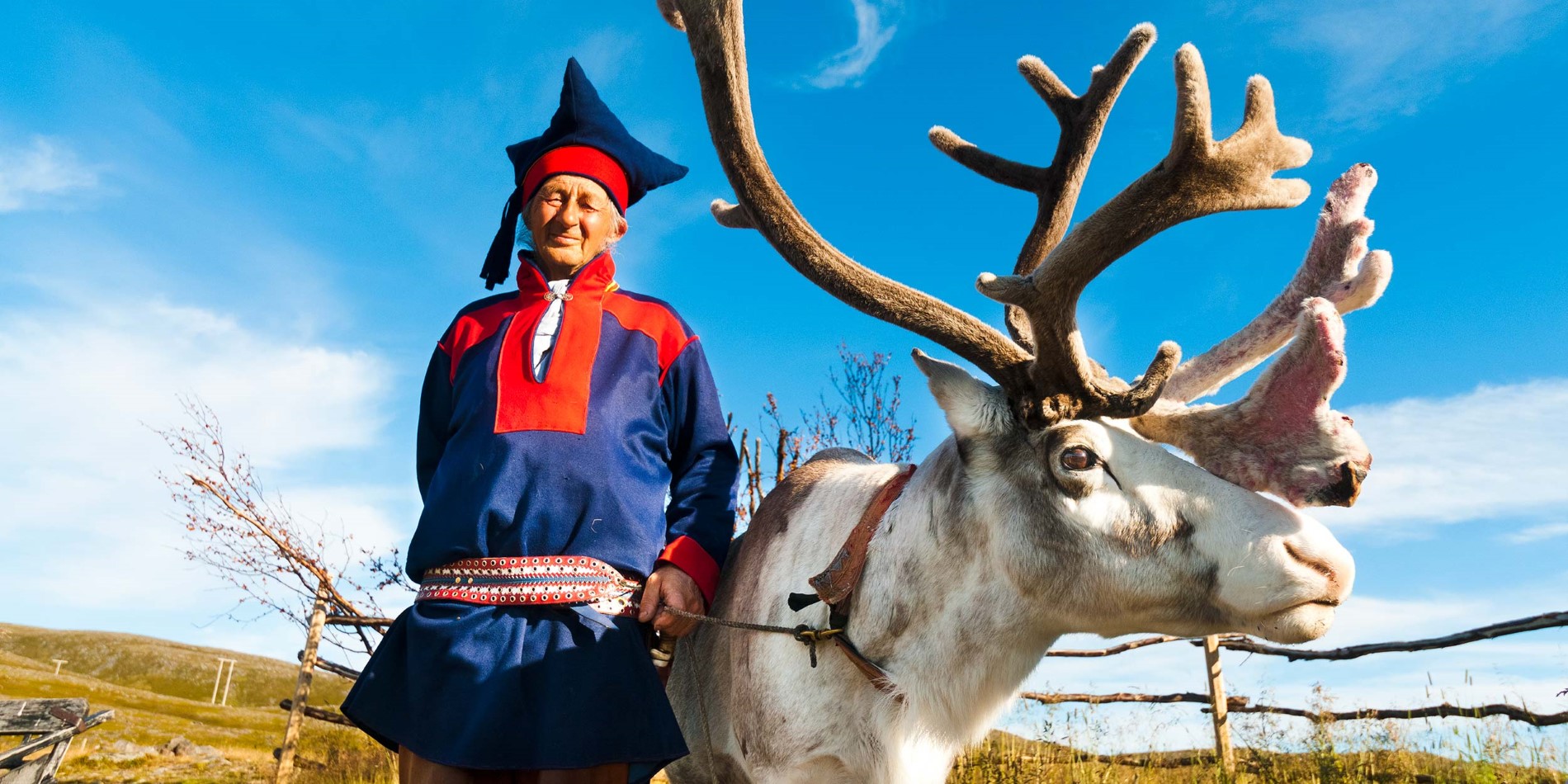 Renar är viktiga för samisk kultur och liv